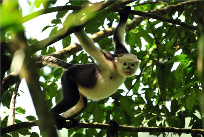 Ha Giang tries to protect snub-nosed monkeys