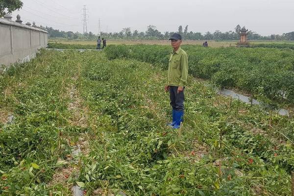 Bác nông dân chống tham nhũng tê tái nhìn 2 sào ớt bị bẻ la liệt