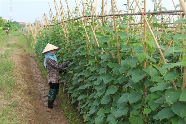 An Giang: Đào tạo nghề qua mô hình khuyến nông, chia sẻ kiến thức