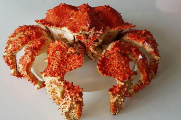 Gọi tên các loài cua đắt nhất thế giới, có con giá bằng chiếc ô tô