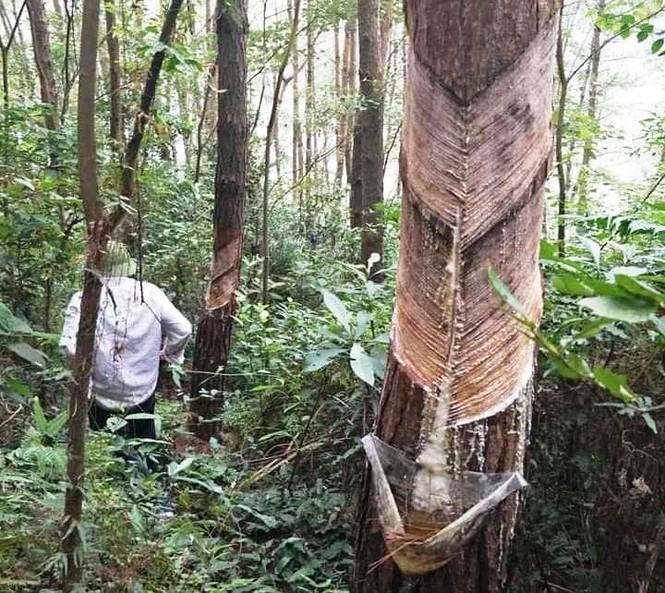 Tam Dao National Park pine trees illegally exploited