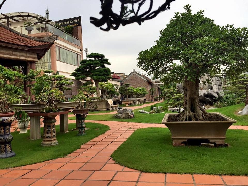 Khu vườn rộng 2000 m2 đẹp như tranh, sở hữu nhiều cây bạc tỷ ở Hà Nội