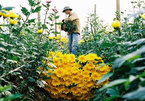 Fresh air among the flowers outside Hanoi