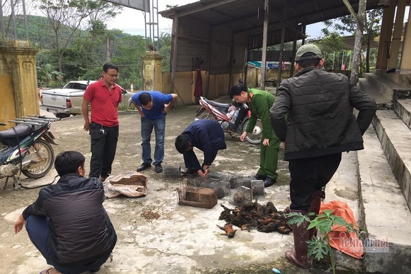 Đang ship 34 con sóc chết cho nhà hàng làm đặc sản thì bị bắt