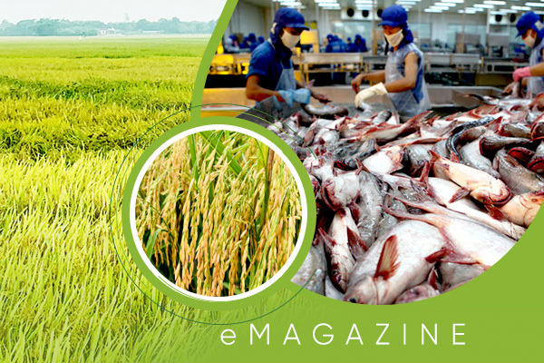 Hàng chất Việt Nam, hạt lúa ngon nhất thế giới, con cá ngang cơ hàng Mỹ