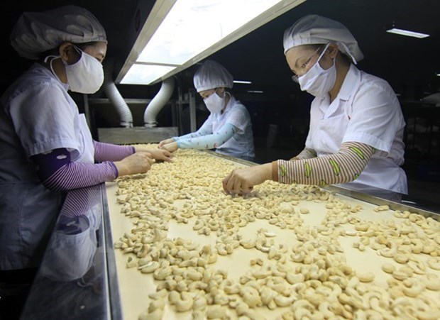 Vietnam targets US$4 billion from cashew exports in 2020