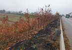 Thousands of trees torched along Highway 18