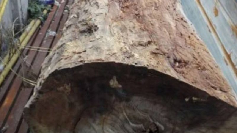 Mua khúc gỗ 1 triệu, lừa đảo là hàng hiếm bán giá lên tới gần 6 tỷ