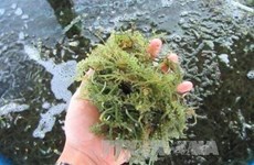 Sea grapes offer sustainable livelihood for islanders