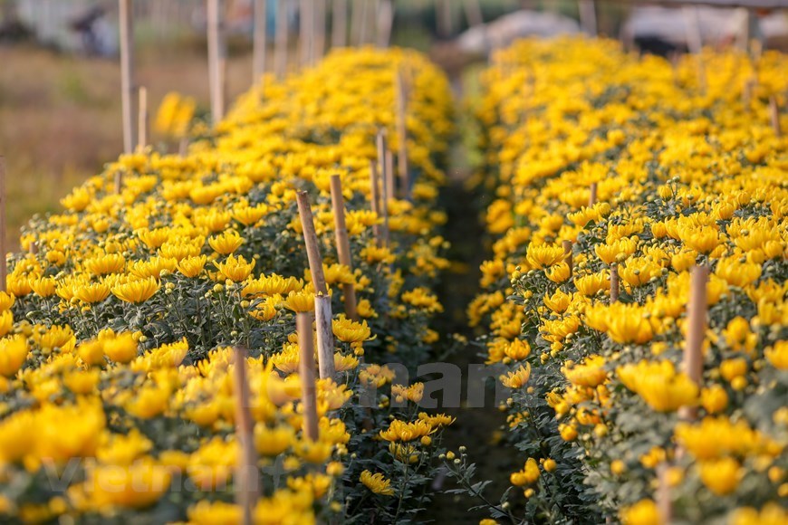 Ho Chi Minh City's Thoi An flower village busy ahead of Tet