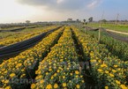 Tay Tuu flower village blooms for Tet