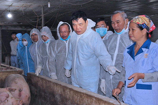 Bán 1 con lợn thu nửa cây vàng, nông dân kể chuyện chưa từng có