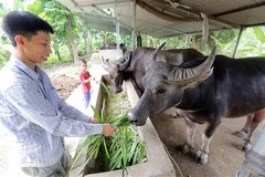 Vietnam seeks to develop modern livestock industry
