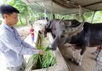 Vietnam seeks to develop modern livestock industry