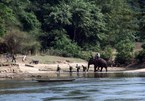 WWF helps Vietnam combat wildlife trafficking