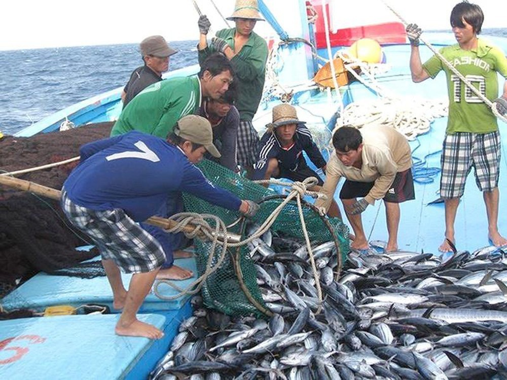 Gỡ ‘thẻ vàng’ cho thuỷ sản Việt: Nhiều chuyển biến tích cực