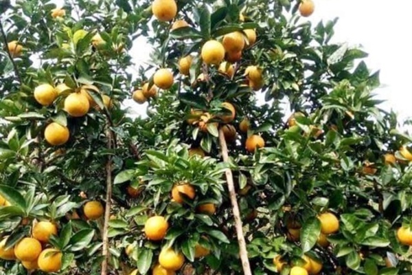 Lễ hội Cam Vinh 2019 - xứ Nghệ những mùa vàng