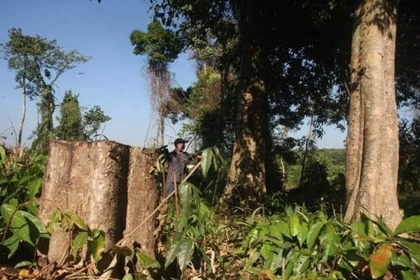 Điều tra vụ khu bảo tồn thuê người đốn hạ cây rừng tự nhiên