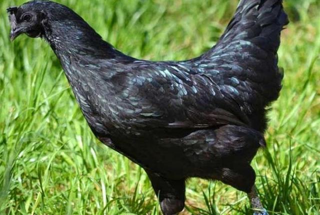 Giống gà mặt quỷ đen sì: Bạn yêu thích những giống gà có vẻ ngoài đặc biệt và kỳ lạ? Giống gà mặt quỷ đen sì sẽ khiến bạn bất ngờ với vẻ ngoài uẩn khúc và đầy sức cuốn hút. Hãy đến với chúng tôi để được ngắm nhìn những chú gà đen sì đáng yêu này.
