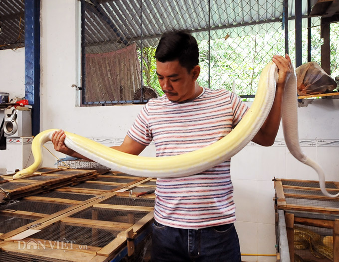 Đáng sợ trăn bạch tạng, trăn vàng cả trăm con cuộn tròn