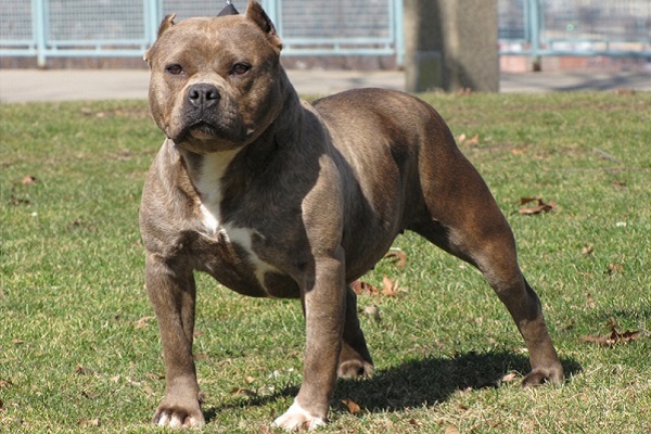 Bị chó Pitbull tấn công, 2 mẹ con nguy kịch