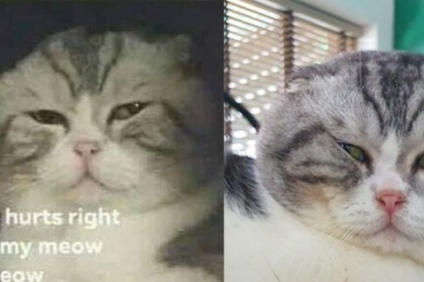 Chú mèo ở Việt Nam gây bão mạng với meme 'đau ở đây này'