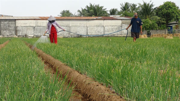 Mekong Delta’s largest red onion growing town expects bumper Tet crop
