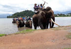 Dak Lak elephants need better protection