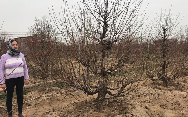 Chưa nở hoa, cây bạch đào độc nhất tại Nhật Tân vẫn được trả giá thuê 40 triệu