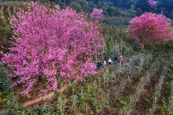Mai anh đào Đà Lạt nở rộ đón năm mới