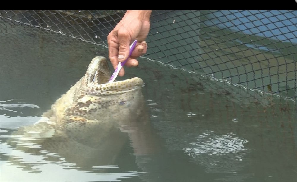 Chuyện về chú cá song kỳ lạ rất thích được đánh răng ở Quảng Ninh
