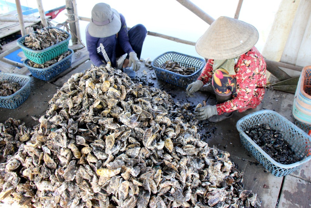 Nuôi hàu thế nào cho đúng Các phương pháp nuôi hàu hiệu quả hiện nay