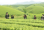 Long Coc tea hill spread their green to heaven’s rim