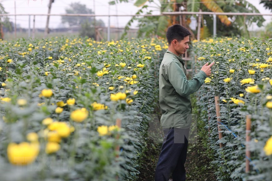 Tay Tuu flower blossoms herald Lunar New Year