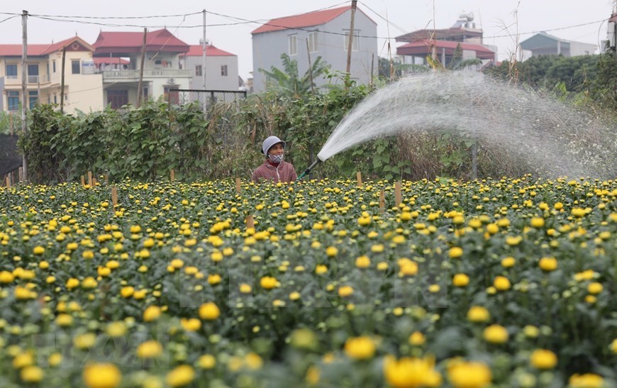 Exotic fruits much sought after for Tet holiday