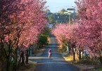 Wild Himalayan cherry blossoms brighten Da Lat