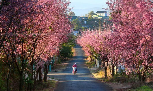 Wild Himalayan cherry blossoms brighten Da Lat