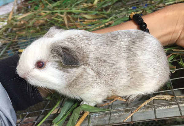 Cách chăm sóc Chuột lang Guinea Pig lớn tuổi  Chuột  Yêu Thú Cưng