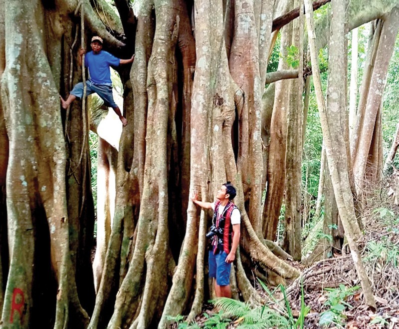 Rừng đa cổ thụ là một trong những kỳ quan thiên nhiên tuyệt đẹp ở Việt Nam. Trải nghiệm tham quan giữa những cây cổ thụ thật sự rất thú vị và mang lại cảm hứng mới cho bạn. Những hình ảnh liên quan đến rừng đa cổ thụ sẽ khiến bạn muốn đến và trải nghiệm những cảm xúc này.