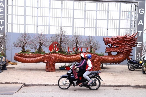 Rồng cuộn ngũ cây tiền tỷ giữa phố Hà Nội, khách qua đường xuýt xoa