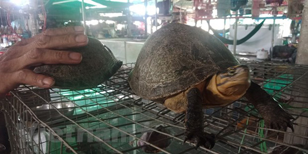 Wild turtles under threat of extinction