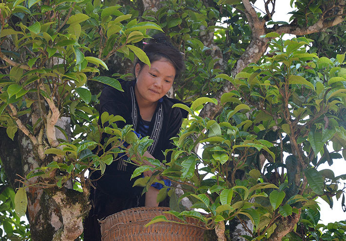 Thương lái Trung Quốc bỗng mua chè cổ thụ giá gấp 3, dân lo sợ