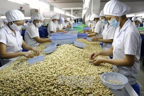 Industry calls for national technical regulation for raw cashew