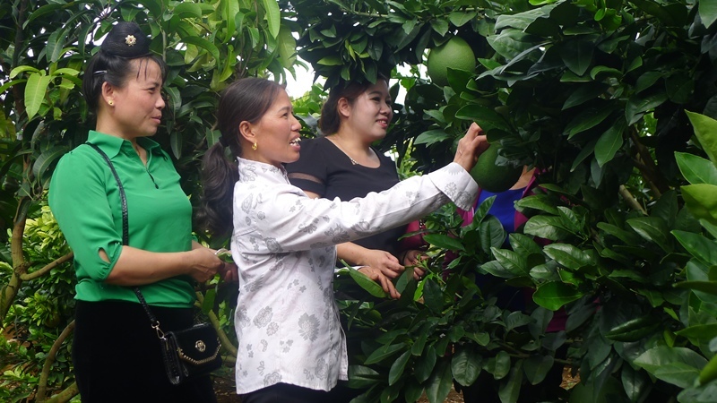 Lai Châu: Hơn 3.500 lao động nông thôn đã được đào tạo nghề