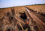 Saltwater intrusion to enter deeper in Mekong Delta