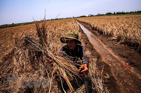 Saltwater intrusion to enter deeper in Mekong Delta