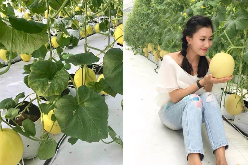 Nông trại dưa trĩu quả của diễn viên Nguyệt Ánh