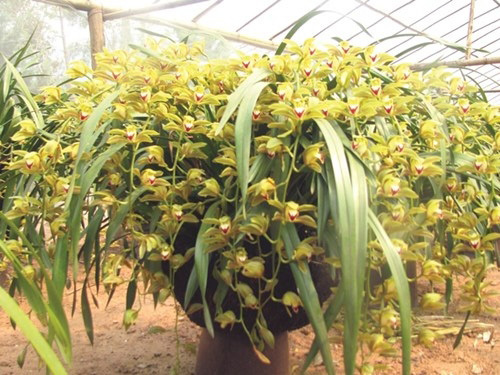 Tả Phìn: Thêm mô hình làm kinh tế sau đào tạo nghề cho lao động nông thôn
