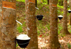 As rubber price falls, rubber companies shift to develop IZs
