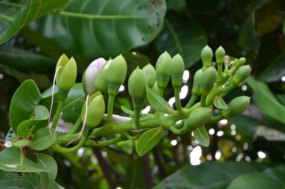 Muốn 'chạy làng', người yêu lâu năm đưa ra lý do không cưới 'độc nhất thiên hạ'